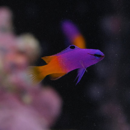 Royal Gramma Basslet (Gramma loreto)