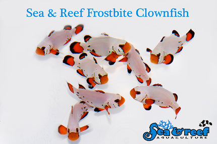 Frostbite Clownfish - Amphiprion ocellaris