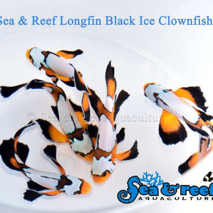 Longfin Black Ice Clownfish - Amphiprion ocellaris