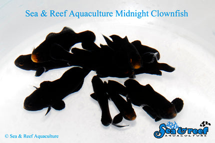 Midnight Clownfish - Amphiprion ocellaris