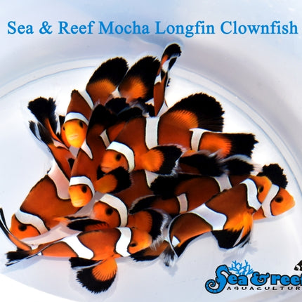 Longfin Mocha Clownfish - Amphiprion ocellaris