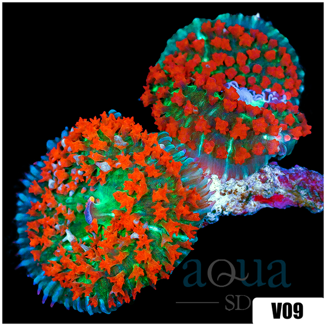 mushroomページ Torginol® | Mushroom