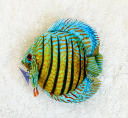 Stuffed Discus Plush