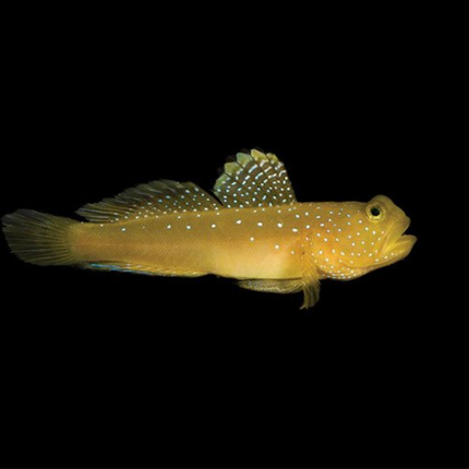 Yellow Watchman Goby - Cryptocentrus cinctus