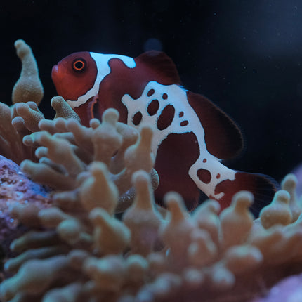 Gold Lightning Maroon Clownfish - Premnas biaculeatus