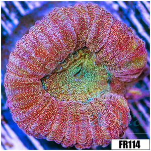 Descriptive image text