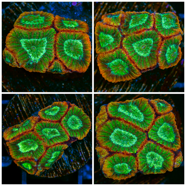 Space Monkey Favia - Multiples Available