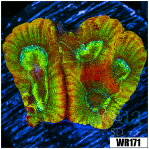 Descriptive image text