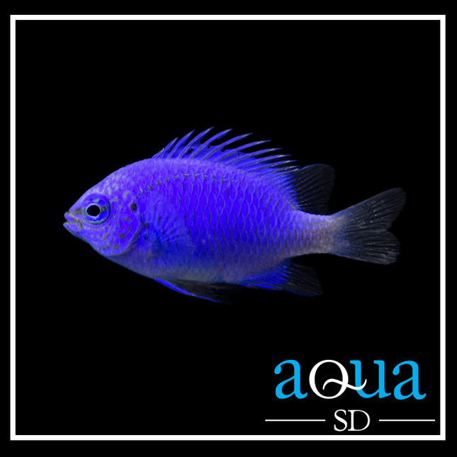 Springeri Damselfish (Chrysiptera cf. springeri)