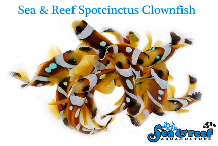 Spotcinctus Clownfish - Amphiprion bicinctus