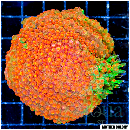 ASD Strawberry Kiwi Cyphastrea Frag - Multiples Availabled - TR