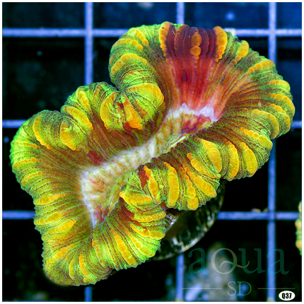 Super Trachyphyllia (Egg Crate Behind is 3 Squares = 2'')