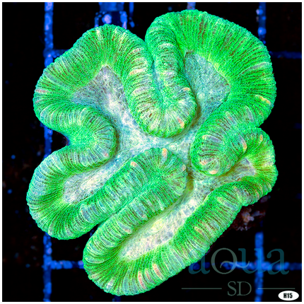 Sweet Aussie Trachyphyllia (Egg Crate Behind is 3 Squares = 2'')