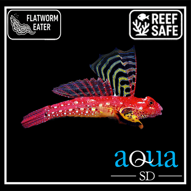 Ruby Red Dragonette (Synchiropus sycorax)