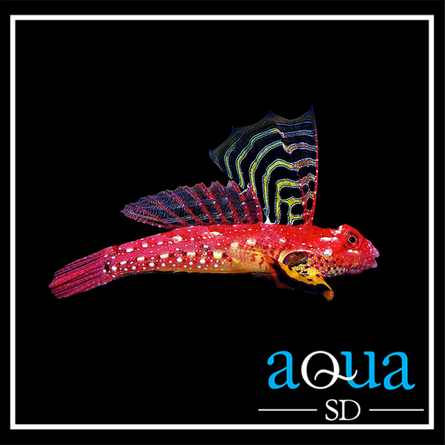 Ruby Red Dragonette (Synchiropus sycorax)