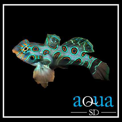 Yellow “Target” Mandarin Goby (Synchiropus picturatus)