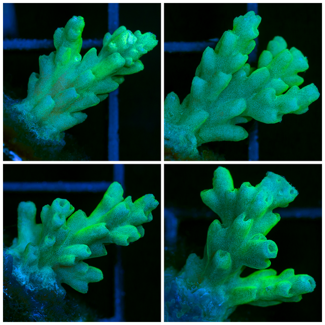 Cultured Teal Staghorn Frag- Multiples Available
