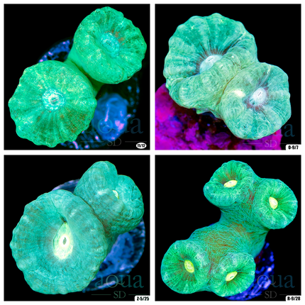 Teal Eye Candy Cane Multiples Available