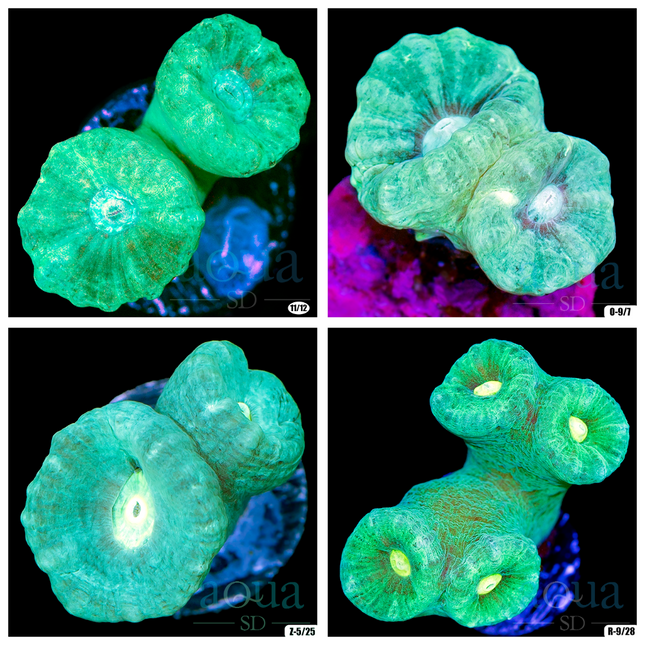 Teal Eye Candy Cane Multiples Available