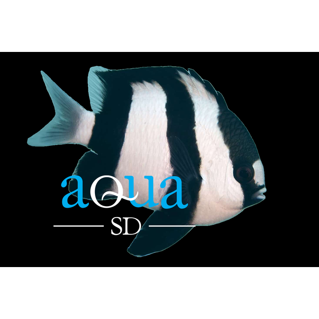 Striped Damsel (3 Stripes) - Dascyllus aruanus