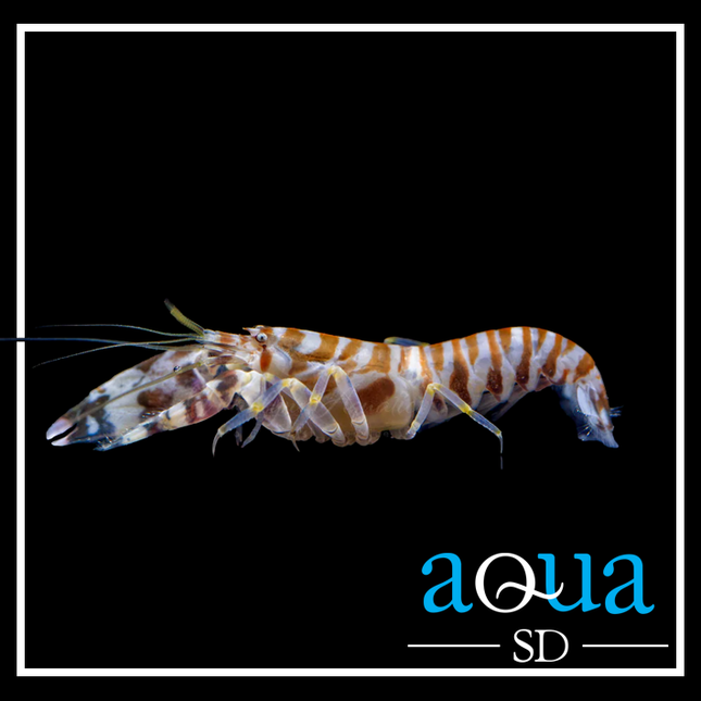 Tiger Pistol Shrimp (Alpheus sp.)