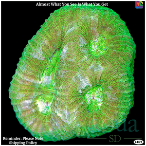 Descriptive image text