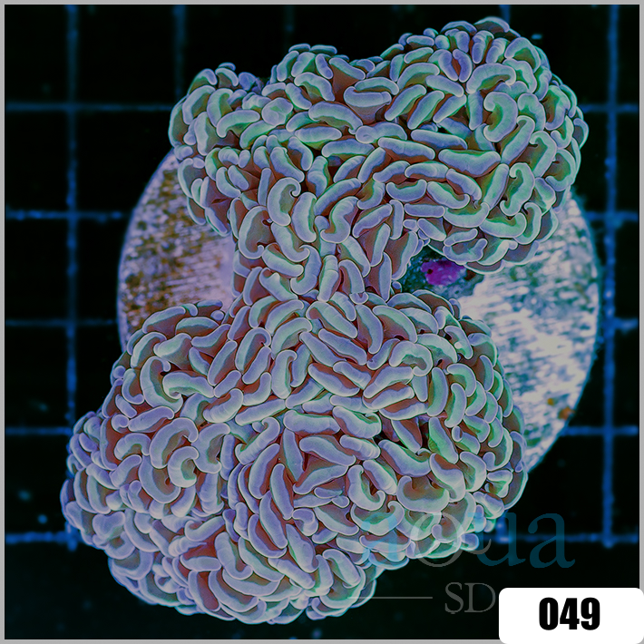 AquaSD Toxic Stem Aussie Wall Hammer Colony (Egg Crate Behind is 3 AquaSD Toxic Stem Aussie Wall Hammer Colony (Egg Crate Behind is 3
