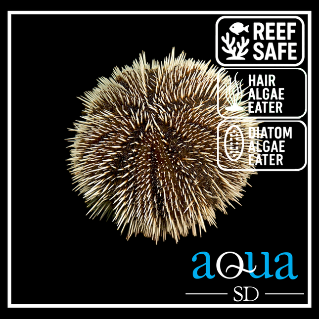 Pin Cushion Urchin - Tripneustes variegatus