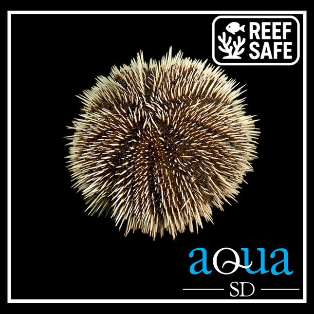 Pin Cushion Urchin - Tripneustes variegatus