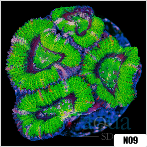 Descriptive image text