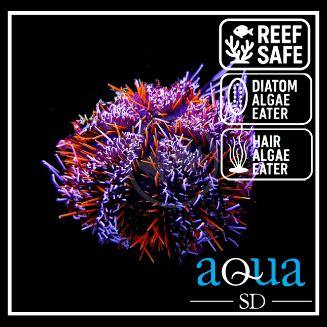 Halloween Pin Cushion Urchin - Tripneustes gratilla