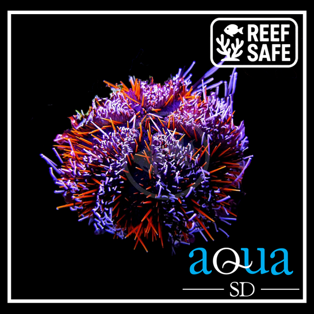 Halloween Pin Cushion Urchin - Tripneustes gratilla