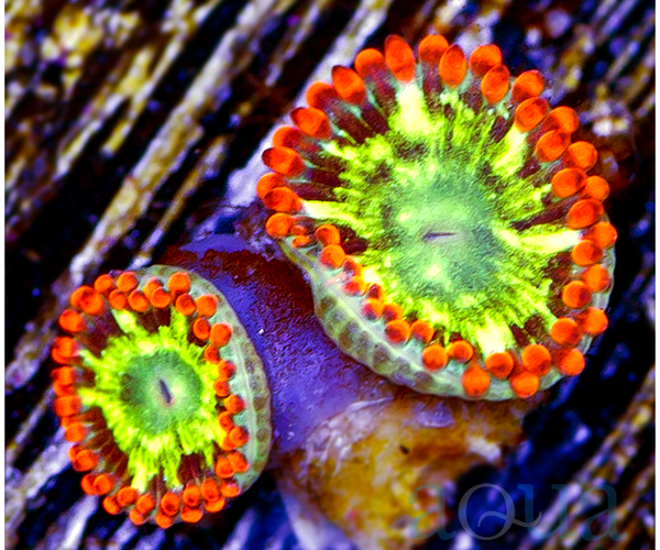 Ultimate Omega Zoanthids Aqua SD