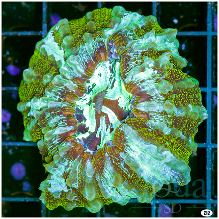Ultra Acanthophyllia Meat Coral