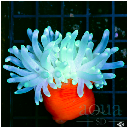 Sweet Condy Anemone - Multiples Available