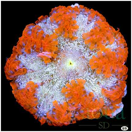 Ultra Rock Flower Anemone