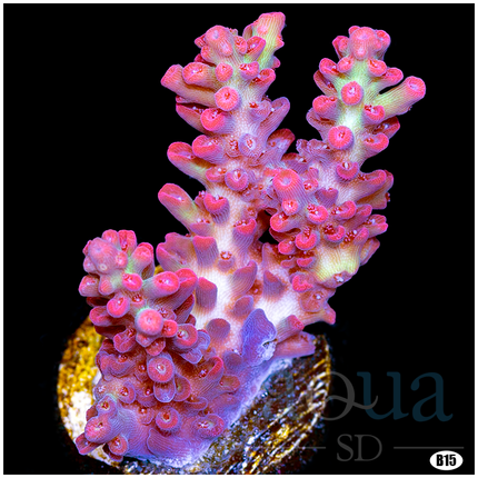 Aussie Electric Strawberry Shortcake Acropora (Multiples Available)