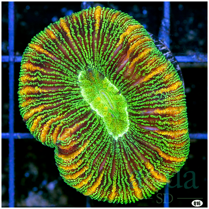 Ultra Trachyphyllia (Egg Crate Behind is 3 Squares = 2'')