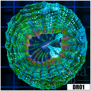 Descriptive image text