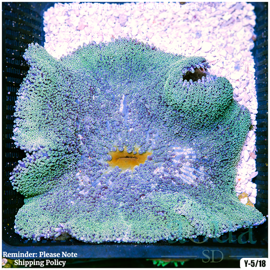 AquaSD Ultra Haddoni Carpet Anemone Corals For Sale Aqua SD