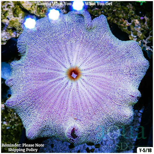 AquaSD Ultra Haddoni Carpet Anemone Corals For Sale Aqua SD
