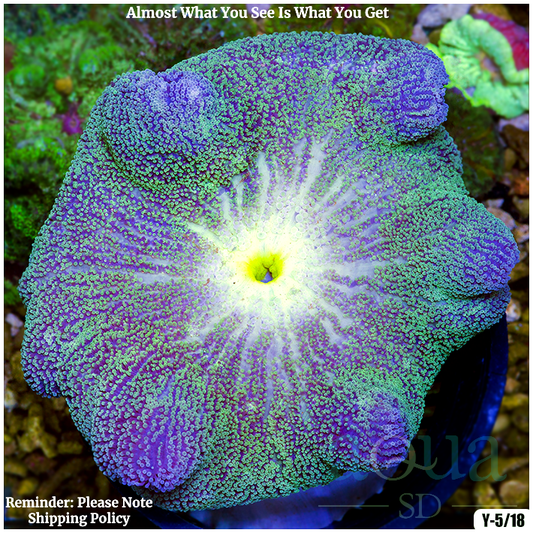 AquaSD Ultra Haddoni Carpet Anemone Corals For Sale Aqua SD