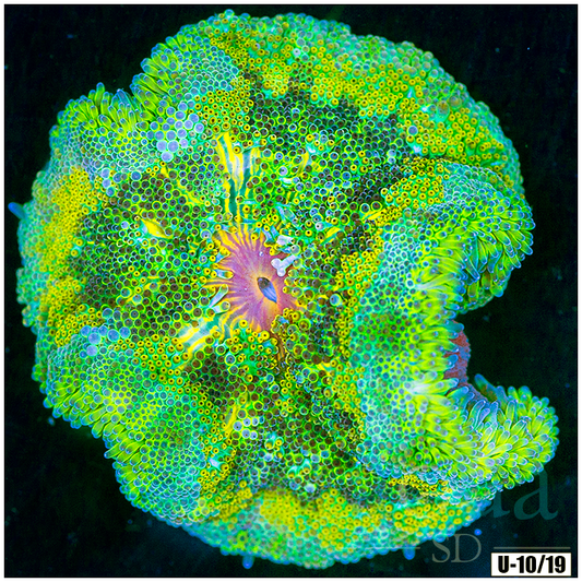 AquaSD Ultra Maxi Mini Carpet Anemone Corals For Sale Aqua SD
