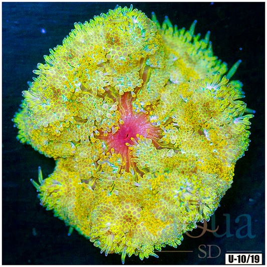 AquaSD Ultra Maxi Mini Carpet Anemone Corals For Sale Aqua SD