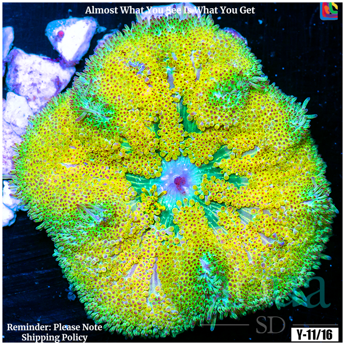 AquaSD | Ultra Maxi Mini Carpet Anemone | Corals For Sale – Aqua SD