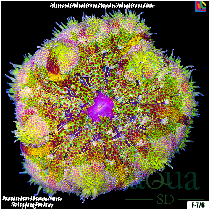 anemone様 オーダー ダイヤモンドアート 8-31 anemone様 オーダー anemone様 オーダー ダイヤモンドアート 8-31 anemone様 オーダー