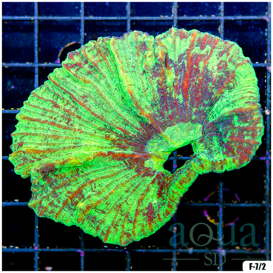 AquaSD Ultra Pectinia Colony Corals For Sale Aqua SD