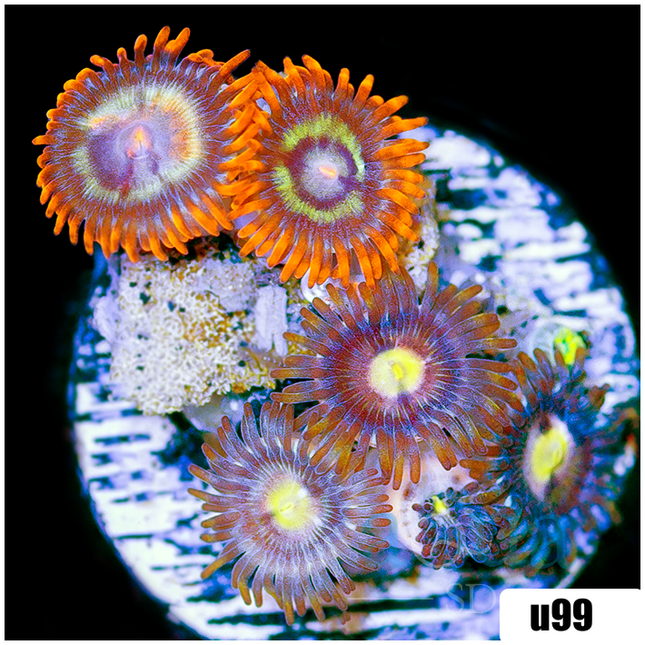 水草 Naiadia cf. zygosetha Aridarum Giganteum Naiadia cf. zygosetha-Aridarum Giganteum