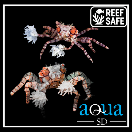 Pom Pom Crab (Lybia tessellata)