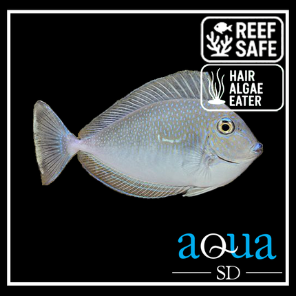 Vlamingii Tang (Naso vlamingii)